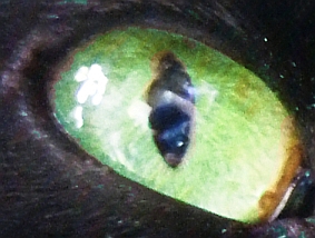 Paulchen rechtes Auge.jpg