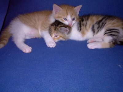 Kitten22.08 006.jpg (607.4 KiB) 4283-mal betrachtet Kitten22.08 006.jpg