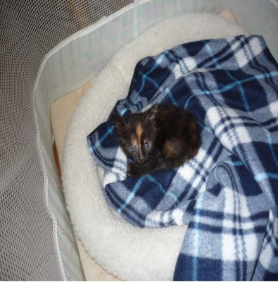 Mein kleiner Sonnenschein.jpg (248.85 KiB) 6567-mal betrachtet Mein kleiner Sonnenschein.jpg