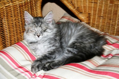 Arwen.jpg (457.01 KiB) 19499-mal betrachtet Arwen.jpg