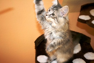 Arwen1.jpg (287.34 KiB) 18843-mal betrachtet Arwen1.jpg