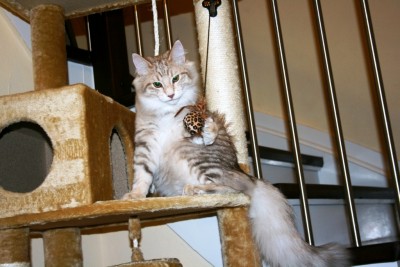 Fagus2.jpg (363.45 KiB) 19495-mal betrachtet Fagus2.jpg