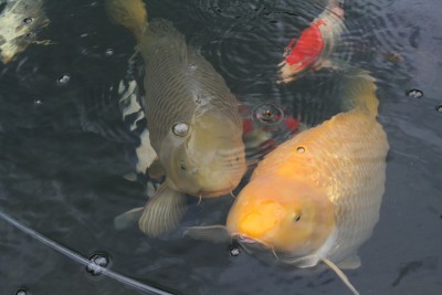 goldi_und_haenk.jpg (230.59 KiB) 16896-mal betrachtet goldi_und_haenk.jpg